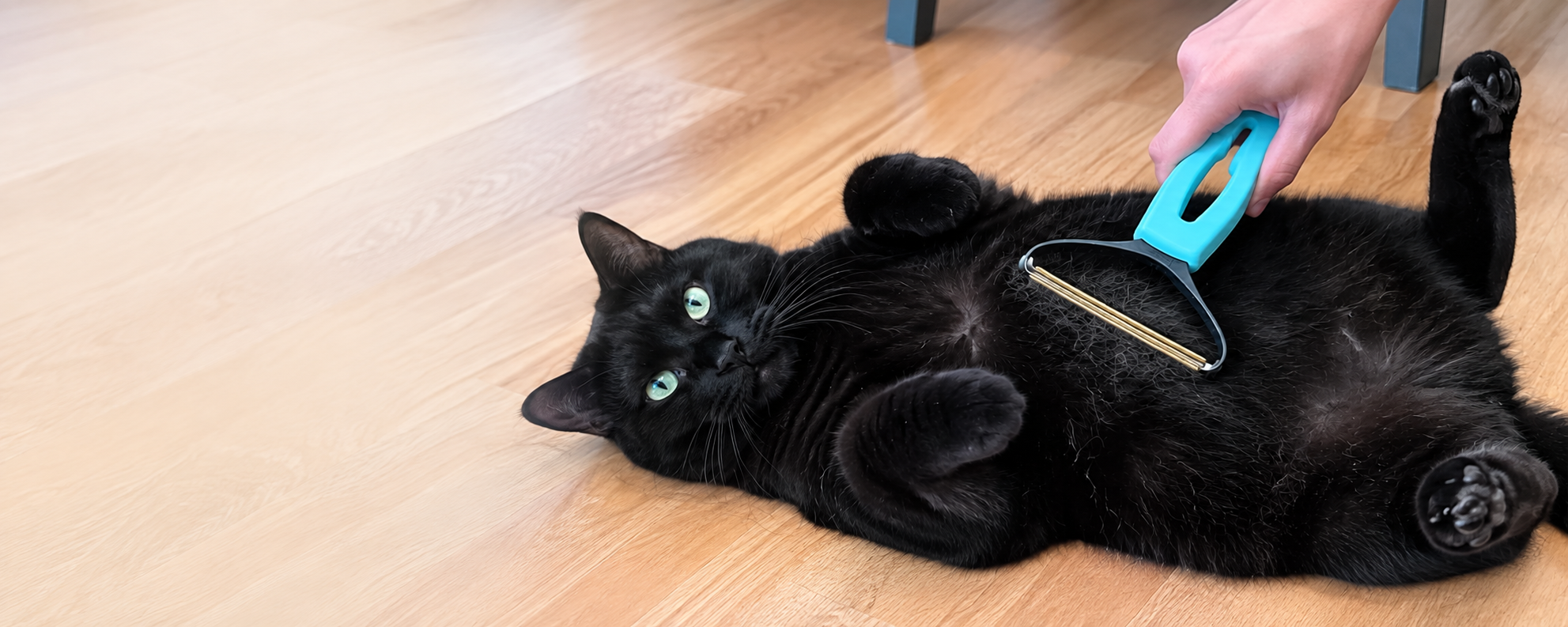 Gus Gus, a black cat, relaxing during a grooming session with his turquoise brush